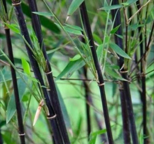 Fargesia nitida ‘Black pearl’, Tuin en Terras, Planten | Struiken en Hagen, Haag, Bamboe, Ophalen
