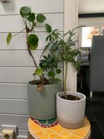 Kamerplanten, Huis en Inrichting, Kamerplanten, Ophalen, Overige soorten, Halfschaduw, In pot