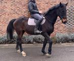 Jument de sport 21 ans, Jument, L, Cheval de dressage