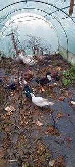 Canards et oies, Enlèvement