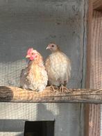 Maleis serama koppeltje, Dieren en Toebehoren, Pluimvee