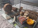 kooi voor knaagdieren, Dieren en Toebehoren, Kooi, Gebruikt, Hamster, 75 tot 110 cm