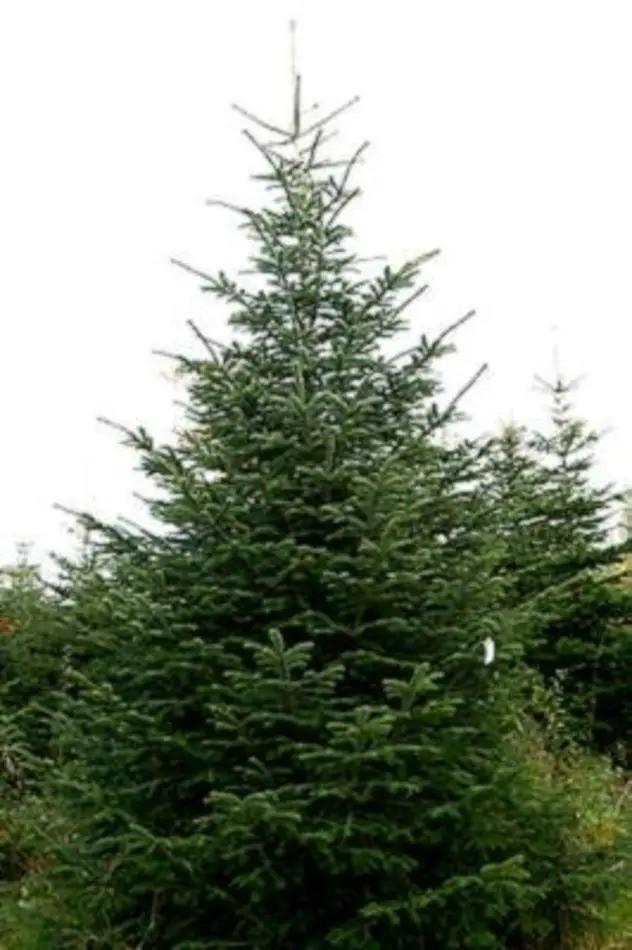 Prachtige nordmann, pungens amorika potgekweekt en gekapt, Diversen, Kerst, Ophalen