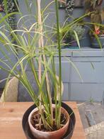 Papyrus plant, Ophalen of Verzenden
