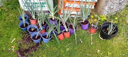 Lot de 20 aloe vera, Maison & Meubles, Plantes d'intérieur, Plante succulente, Moins de 100 cm, En pot, Enlèvement ou Envoi