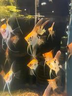 Jonge koi maanvissen, Vis, Zoetwatervis, Schoolvis