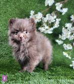 Pomeriaan / dwergkees pomeranian pom pup, België, Keeshond, CDV (hondenziekte), 8 tot 15 weken