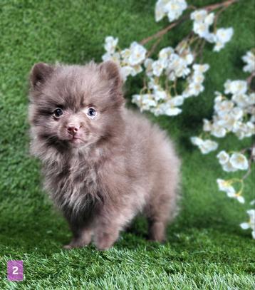 Pomeriaan / dwergkees pomeranian pom pup beschikbaar voor biedingen