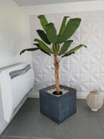 Deux magnifiques bananiers dans un bac de 60/60 cm. Plantes, Ophalen, Zo goed als nieuw