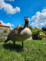 Ganzen, Dieren en Toebehoren, Pluimvee