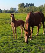 fokmerrie, Dieren en Toebehoren, Paarden, Merrie, Springpaard, Met stamboom, 170 tot 175 cm
