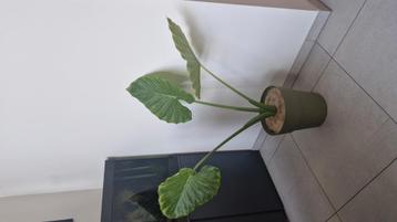 Prachtige grote olifantenoorplant voor thuis beschikbaar voor biedingen