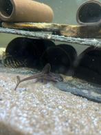 L010A, Dieren en Toebehoren, Vissen | Aquariumvissen, Vis, Zoetwatervis