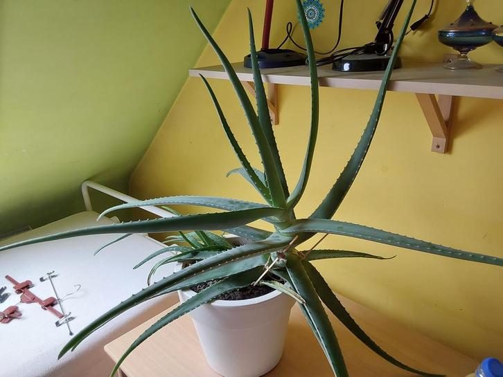 Aloë Vera plant, Huis en Inrichting, Kamerplanten, Vetplant, Minder dan 100 cm, Groene kamerplant, Halfschaduw, Ophalen