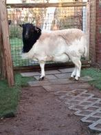 Beau bélier lourd, Animaux & Accessoires, Moutons, Chèvres & Cochons