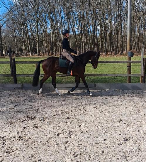 Knappe brave 3 jarige D-pony, Dieren en Toebehoren, Pony's, Ruin, M, D pony (1.37m tot 1.48m)