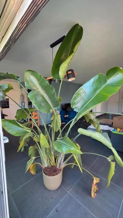 Strelitzia nicolai (paradijsvogelplant), Huis en Inrichting, Kamerplanten, Ophalen