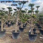 Olijfbomen olea europaea plato!, Tuin en Terras, Ophalen