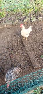 2 kippen+hok, Dieren en Toebehoren, Ophalen, Gebruikt, Overige typen