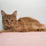 Maine Coon - chatons à vendre, Animaux & Accessoires, Chats & Chatons | Chats de race | Poil long, Plusieurs animaux, Vermifugé