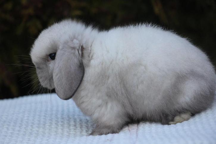 Minilop ram, Dieren en Toebehoren, Konijnen, Dwerg, Mannelijk, 0 tot 2 jaar, Hangoor