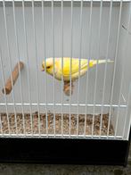 Kanarie mannen, Dieren en Toebehoren, Vogels | Kanaries, Mannelijk, Kleurkanarie
