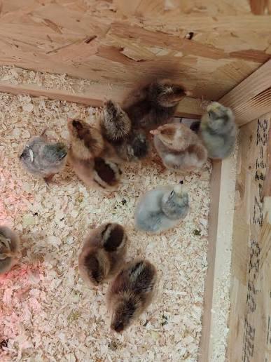 Cream legbar x Marans kuikens verwacht!, Dieren en Toebehoren, Pluimvee
