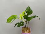Raphidophora Tetrasperma (Monstera Minima), Ombre partielle, En pot, Plante verte, Moins de 100 cm