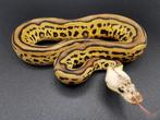 Koningspython; python regius; Clown Leopard Pastel; man, Dieren en Toebehoren, Slang, Tam, 0 tot 2 jaar