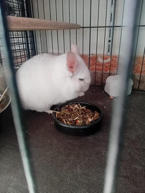 Chinchilla, Dieren en Toebehoren, Knaagdieren, Meerdere dieren, Chinchilla, Oktober, Tam