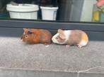 Jonge cavia’s, Dieren en Toebehoren, Cavia, Tam