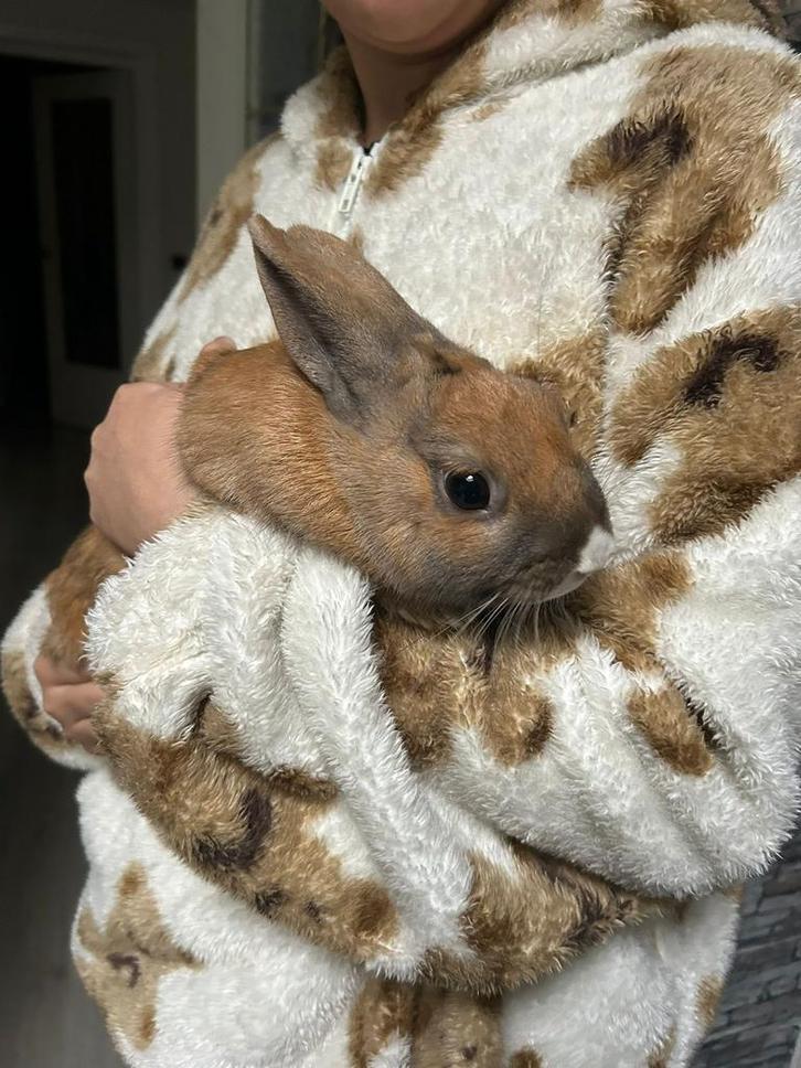 Dwergkonijn te koop, Animaux & Accessoires, Lapins