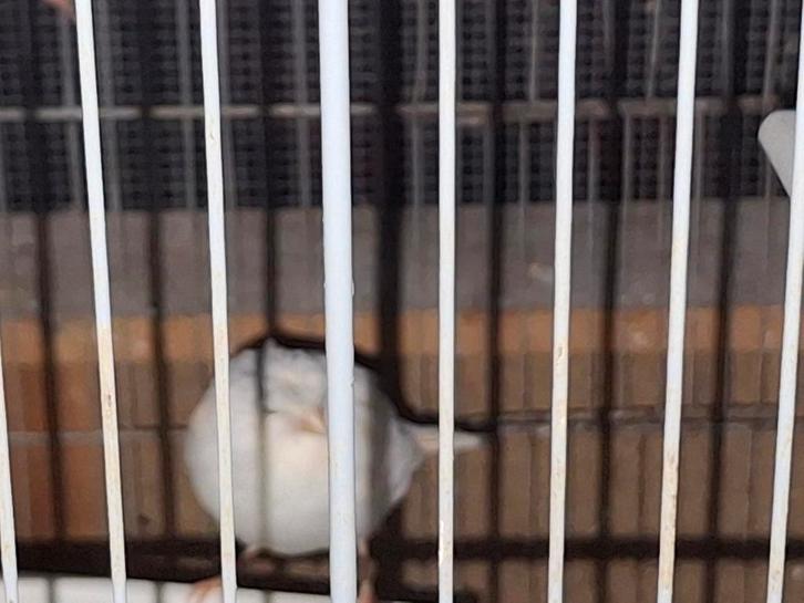 Mooi kanariepopje met kuif te koop, Dieren en Toebehoren, Vogels | Kanaries, Postuurkanarie, Vrouwelijk