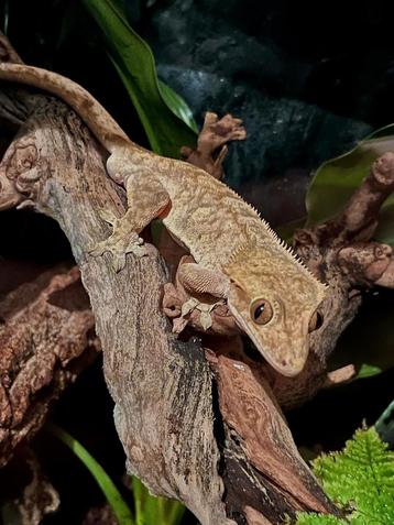 Wimpers gekko te koop  beschikbaar voor biedingen