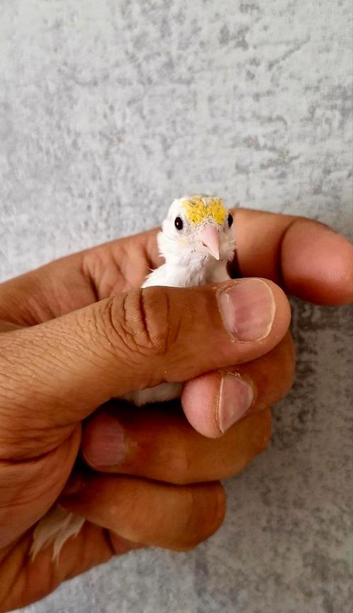 Chardonneret lutino scarpati faciato et noir, Dieren en Toebehoren, Reptielen en Amfibieën
