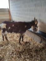 Ruin, Animaux & Accessoires, Moutons, Chèvres & Cochons