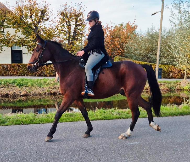 5 jarige brave ruin, Dieren en Toebehoren, Paarden, Ruin, B, 160 tot 165 cm, 3 tot 6 jaar, Recreatiepaard, Gechipt, Ontwormd, Ingeënt
