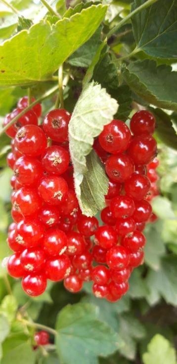 7 jonge rode bessen planten/aalbessen beschikbaar voor biedingen