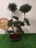 Ilex bonsai ( zeer groot exemplaar), Tuin en Terras, Ophalen of Verzenden