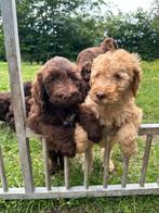 Raszuivere F3 Labradoodle pups!, Dieren en Toebehoren, België, CDV (hondenziekte), 8 tot 15 weken, Labrador retriever