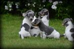 Jack Russell pups blauw, Dieren en Toebehoren, Honden | Jack Russells en Terriërs, België, Jack Russell Terriër, CDV (hondenziekte)