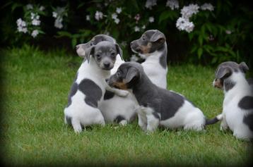 Jack Russell pups blauw beschikbaar voor biedingen