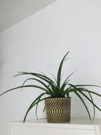Kamer plant, Huis en Inrichting, Kamerplanten, Ophalen