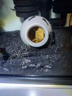 Jonge, Levendige Ancistrussen (Borstelneuzen), Vis, Zoetwatervis