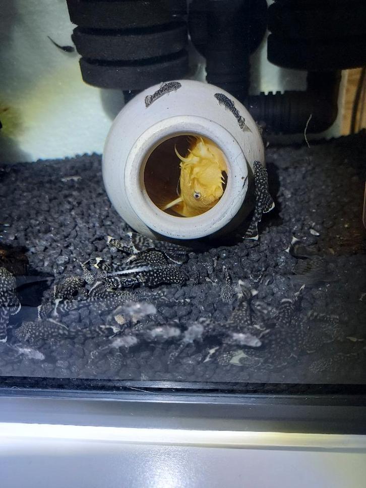 Jonge, Levendige Ancistrussen (Borstelneuzen), Dieren en Toebehoren, Vissen | Aquariumvissen, Zoetwatervis, Vis