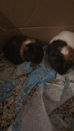 Te koop zo snel mogelijk, Dieren en Toebehoren, Juni, Vrouwelijk, Cavia