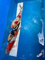 4 mooie 30 cm koi, Dieren en Toebehoren, Vissen | Vijvervissen, Karper of Koi