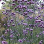 verbena-ijzerhard, Ophalen, Vaste plant