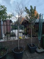 Granaat appelboom, Computers en Software, Ophalen of Verzenden