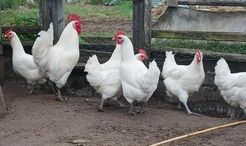 poule de bresse broedeieren, Dieren en Toebehoren, Kip